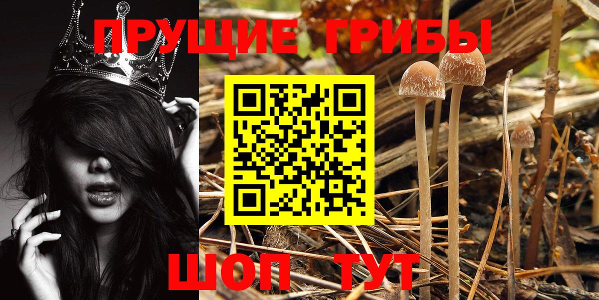наркотики  Псилоцибиновые грибы Psilocybe  Вход с VPN  Сухой Лог 